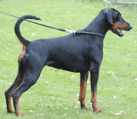 Aruba v. Haus Untersberg | Black Doberman Pinscher