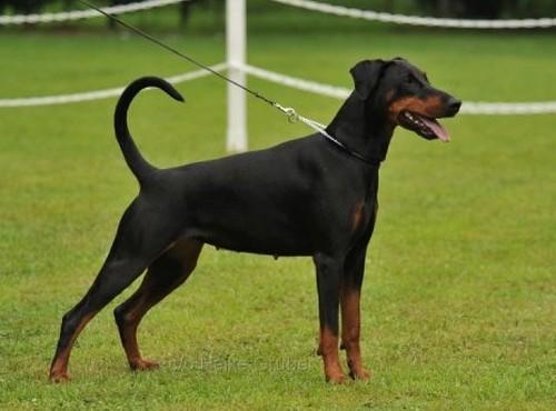 Hatari Opus Meum | Black Doberman Pinscher