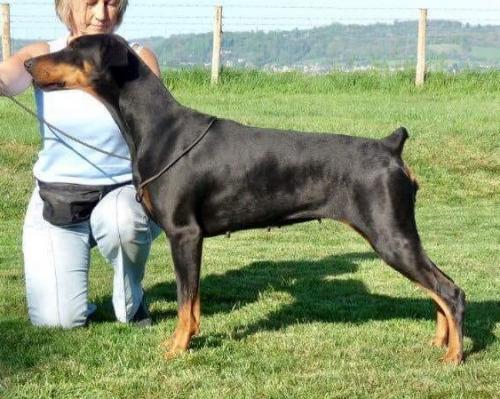 Cosajoro Nina Simone at Grafmax | Black Doberman Pinscher