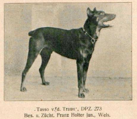 Tasso v.d. Traun | Black Doberman Pinscher