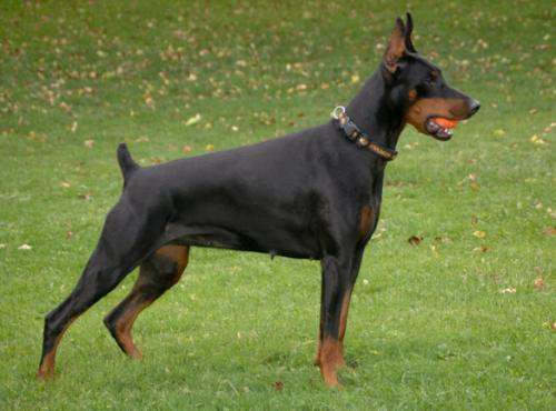 Rebholzer Iron Butterfly | Black Doberman Pinscher