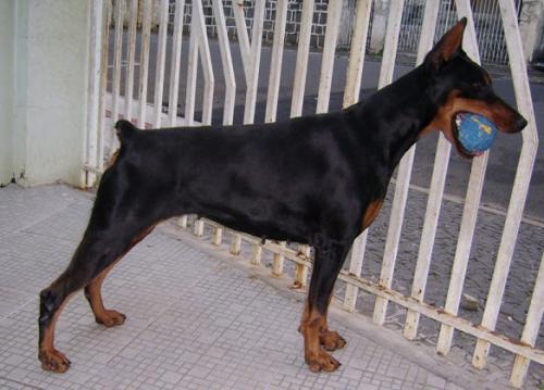 Bryska da Fazenda 5 Pedras | Black Doberman Pinscher