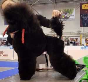 Irsona Costa Una Fortuna | Poodle 