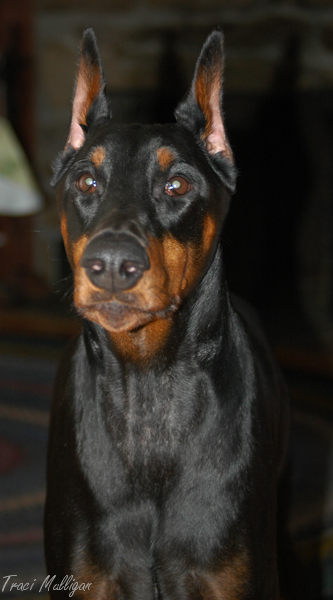 Rebholzer Guns N' Roses | Black Doberman Pinscher