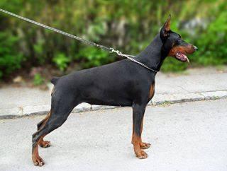 Moonlight Luna Betelges | Black Doberman Pinscher