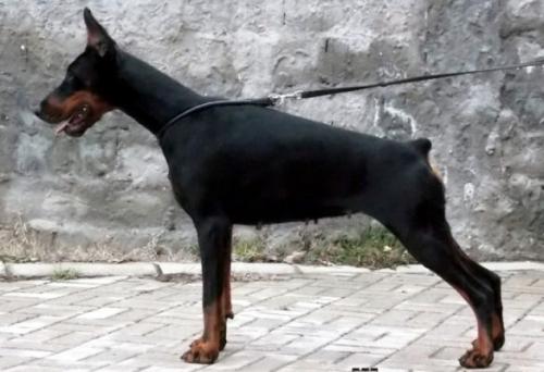 Katarina Betelges | Black Doberman Pinscher