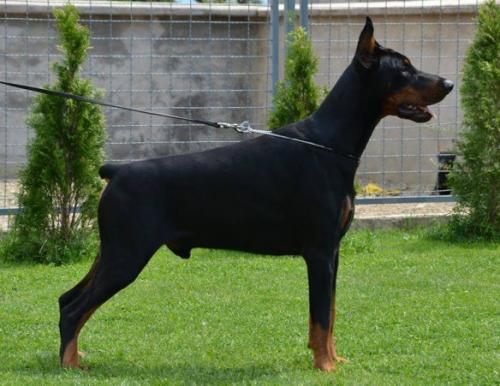 Fort Bellators Bront | Black Doberman Pinscher