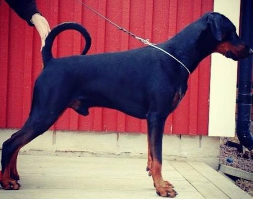 Hjälm's Bogatyr | Black Doberman Pinscher