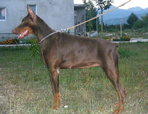 Bonny Best of Island | Brown Doberman Pinscher