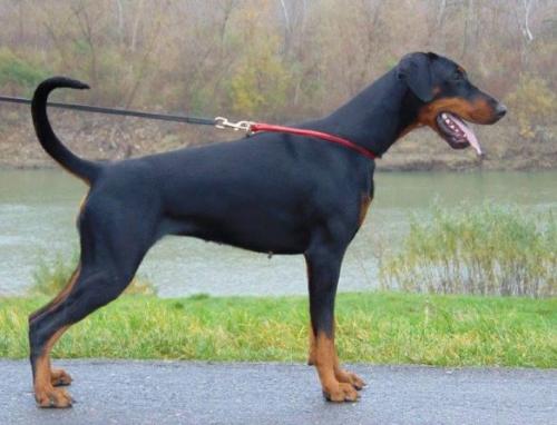 Lia L'amour di Perlanera | Black Doberman Pinscher