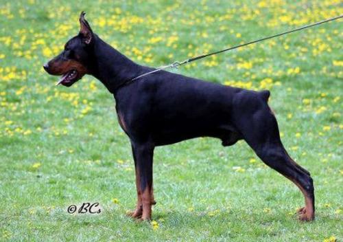 Dexter Ducatti v. Ashanti | Black Doberman Pinscher