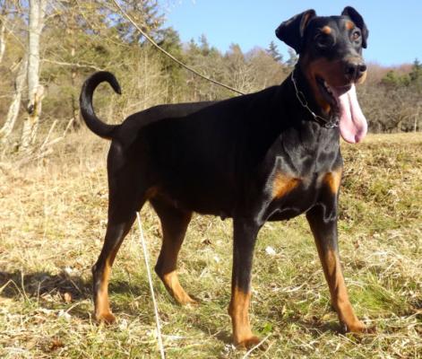 Ira v. Harten Kern | Black Doberman Pinscher