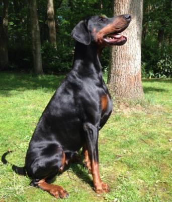 Caro Betelges | Black Doberman Pinscher