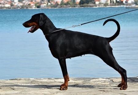 Nelly Furtado Elite House | Black Doberman Pinscher