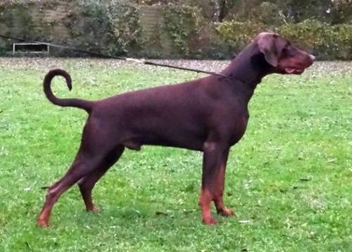 Odin Elite House | Brown Doberman Pinscher