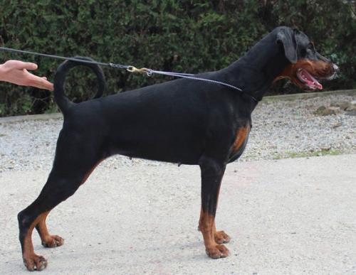 Muse Madness di Altobello | Black Doberman Pinscher