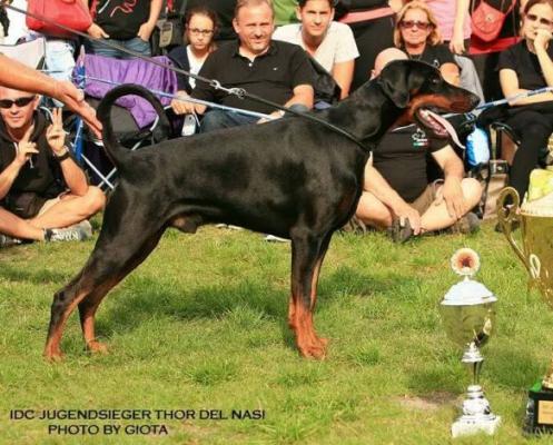 Thor del Nasi | Black Doberman Pinscher