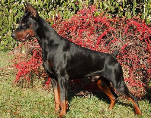 Tom-Dober Playboy | Black Doberman Pinscher