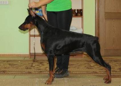 De Lejano Oriente Ksantia Katania | Black Doberman Pinscher