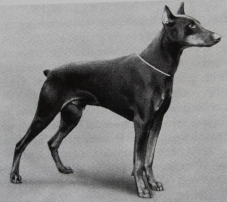 Etzel v. Homberg | Brown Doberman Pinscher