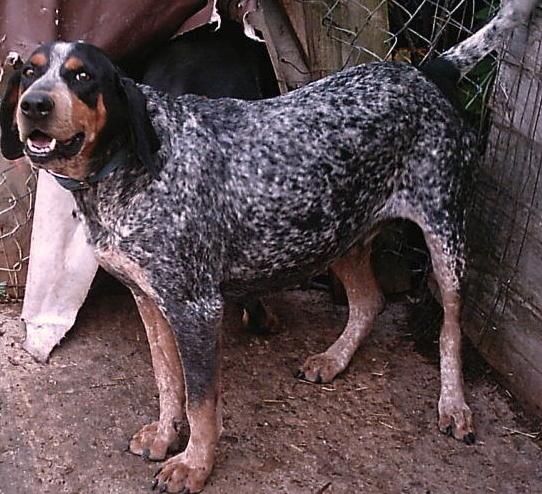 Adkins Blue Dog Fly | Bluetick Coonhound 