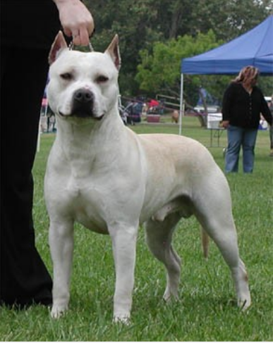 CALDERONS RAVENLOFT LIL RASCAL | American Pit Bull Terrier 