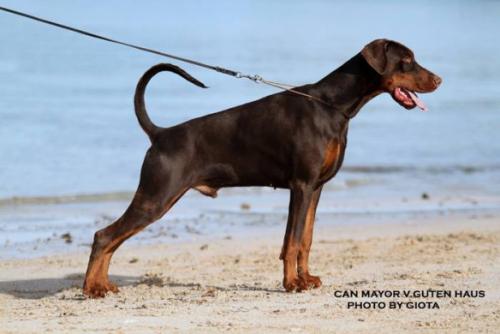 Can Mayor v. Guten Haus | Brown Doberman Pinscher