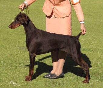 Bravadobe Brightest Star | Brown Doberman Pinscher