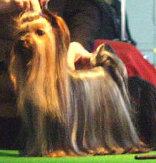 Valky Talky from the white Angel | Yorkshire Terrier 
