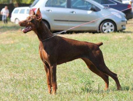 O'shira Offspring of Kleopátra | Brown Doberman Pinscher