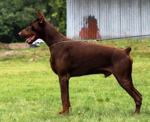 Egoiste de la Scytha | Brown Doberman Pinscher