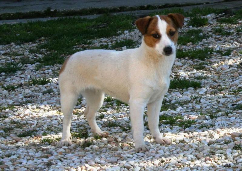 ROYAL DI SAN RUFFINO JACK FIONA | Jack Russell Terrier 