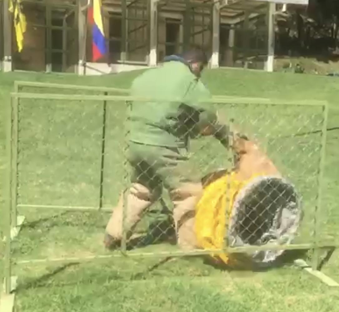 Serena van de Yserheem | Belgian Malinois 