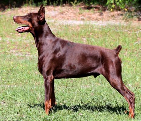 Boki Betelges | Brown Doberman Pinscher