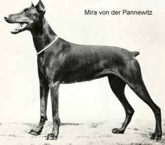 Mira v. Pannewitz | Black Doberman Pinscher