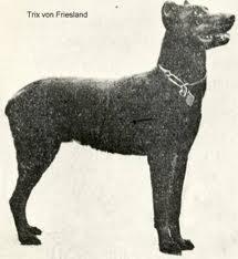 Prinzessin v.d. Traun | Black Doberman Pinscher