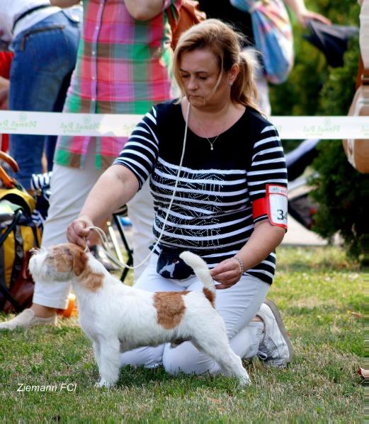 JAY-Z Ziemann | Jack Russell Terrier 