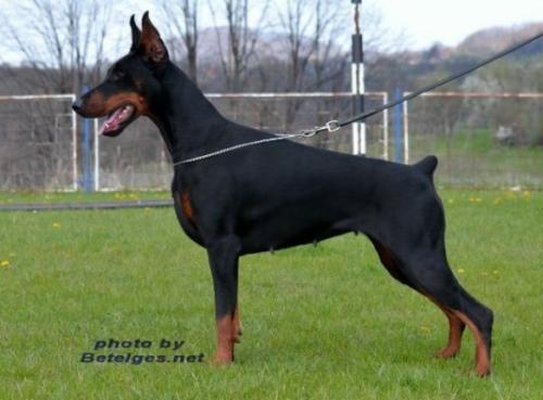 Jenifer Betelges | Black Doberman Pinscher