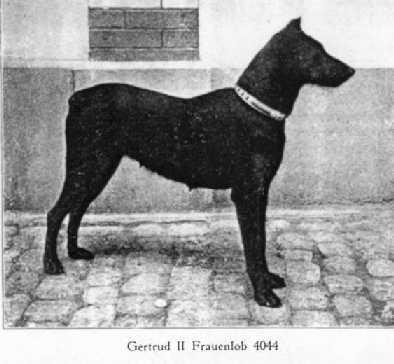 Gertrud II v. Frauenlob (DZB 229) | Black Doberman Pinscher