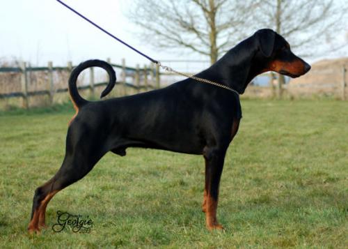 Newfords Cranberry Fizz | Black Doberman Pinscher