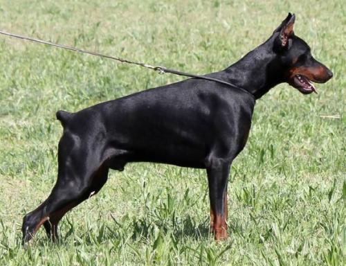 Falco Faranzano de la Scytha | Black Doberman Pinscher