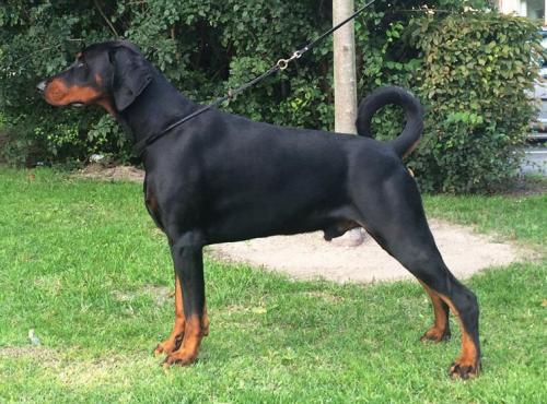 Marcus v.'t Duinezicht | Black Doberman Pinscher