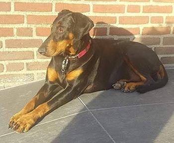 Finefirlefanz v. Eschenbruch | Black Doberman Pinscher