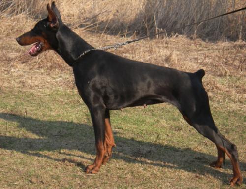 Mag Alingar Amber Adore | Black Doberman Pinscher