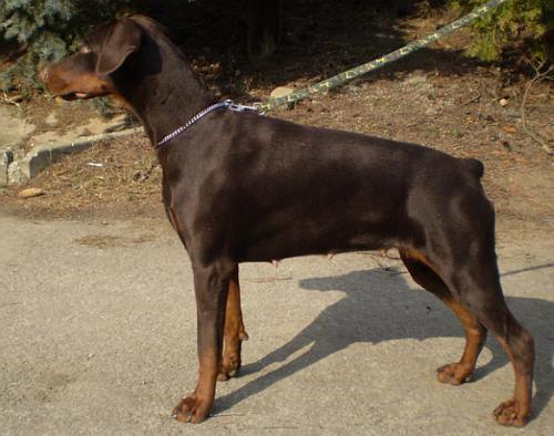 Conny Royal Castelberg | Brown Doberman Pinscher