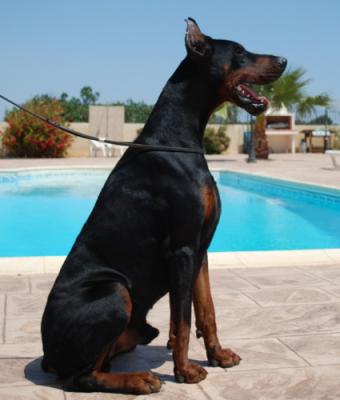 Bandito od Stevanovica | Black Doberman Pinscher