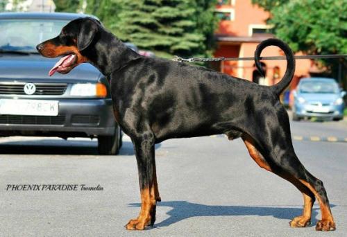 Phoenix Paradise Tromelin | Black Doberman Pinscher