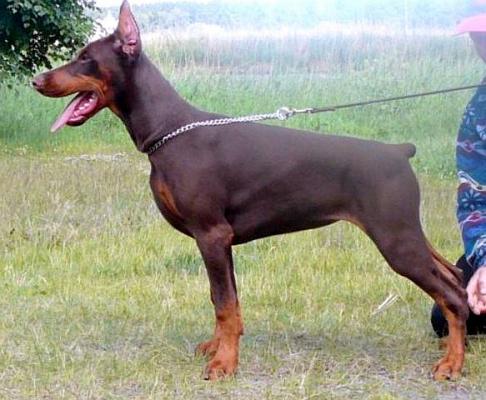 LeLetton Glafira | Brown Doberman Pinscher