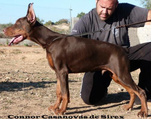 Connor Casanovas de Sirex | Brown Doberman Pinscher