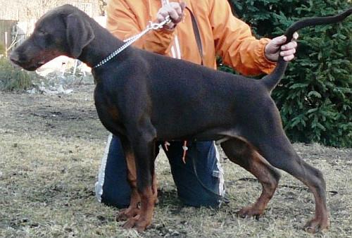 LeLetton Lexus | Brown Doberman Pinscher